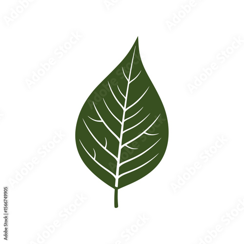 A single green leaf with prominent veins isolated on white background