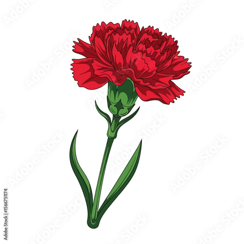 A red carnation flower is isolated on a white background