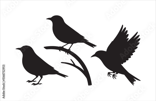 Three black birds in silhouette one flying two perched on branch