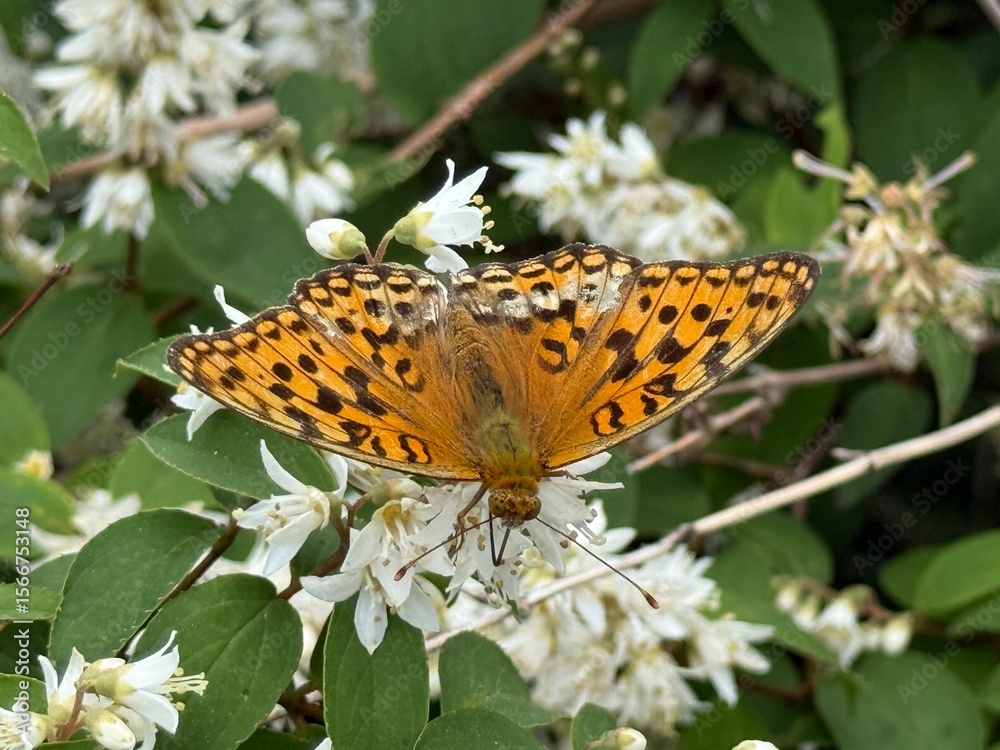 Obraz premium 6月の御在所岳山頂でウツギの花を吸蜜するウラギンヒョウモン