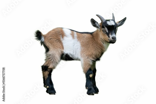 A tiny baby goat with a playful expression, standing and looking around, isolated on white background isolated, white background