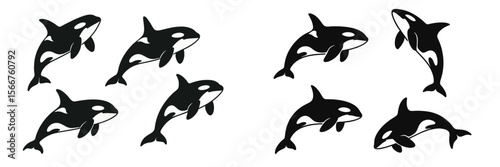 Group of orcas swimming together in a playful manner in the ocean during daylight hours near a coastal area