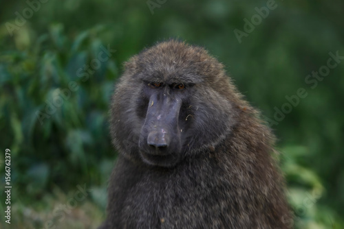 Up close image of an Adult Olive Baboon