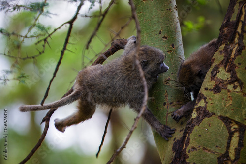 Two small Olive Baboons fight as they climbing a tree