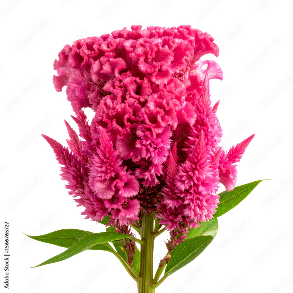 Fototapeta premium Side View of Tall Pink Cockscomb Flower with Long Stem and Detailed Petal Folds, Transparent Background
