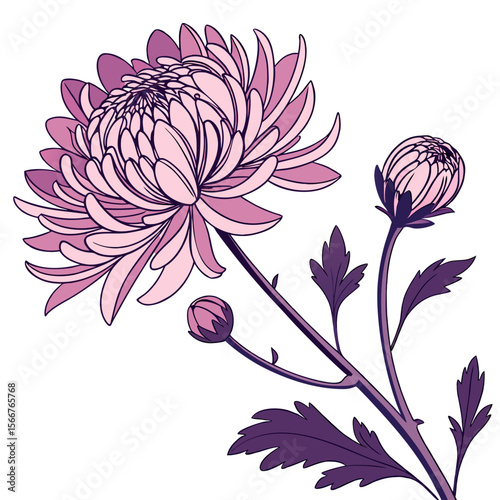 Chrysanthemum flower vector with a clean white background, perfect for digital, print, and graphic design projects.
