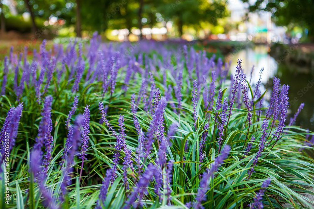 Obraz premium Summer scenery of the forest park outside the castle in Seongju-gun, Gyeongsangbuk-do, Korea, where purple broadleaf liriope flowers bloom.