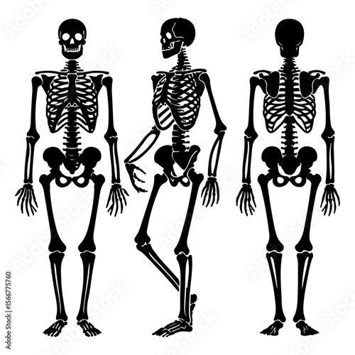 skeleton silhouette, skeleton vector