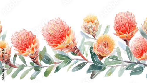 Watercolor Australian Banksia Floral Illustration with Delicate Leaves and Native Bloom on White Background