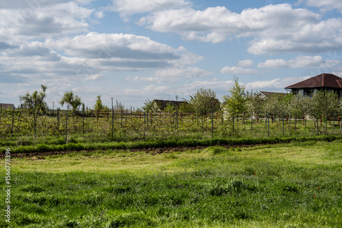 landscape with green grass on a summer day against a blue sky