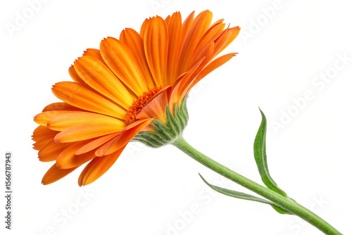 Close-up of a bright orange pot marigold, emphasizing its petals and botanical structure on white.