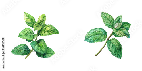 mint leaves watercolor vector illustration