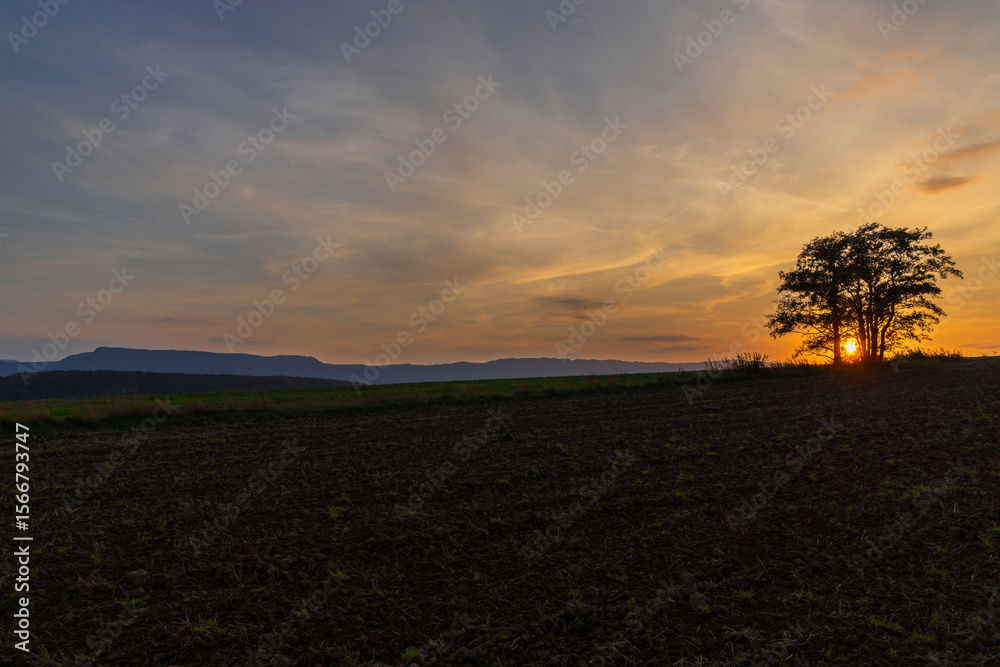 Fototapeta premium Lonely tree silhouette at sunset illuminating cultivated field and distant hills