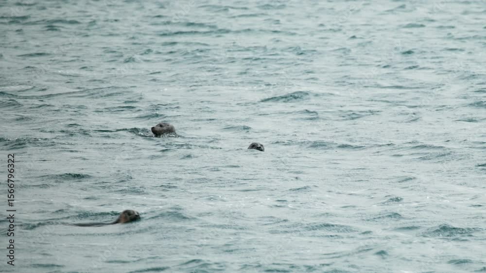 A seal colony in the north of Iceland. A seal colony in the north of Iceland.