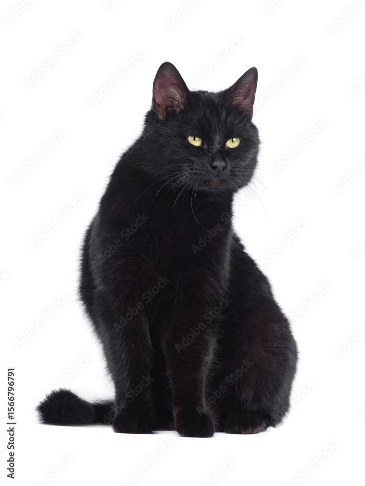 Obraz premium Black cat with green eyes isolated on white background