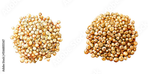 quinoa watercolor vector illustration