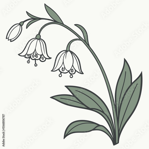 A lily of the valley branch is isolated on white background