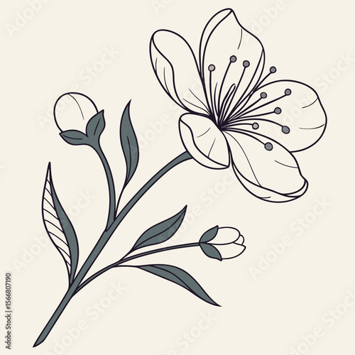A delicate flower blossom isolated on white background