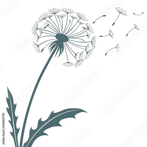 Dandelion with seeds blowing in the wind isolated on white
