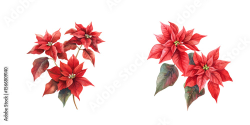 red poinsettias watercolor vector illustration