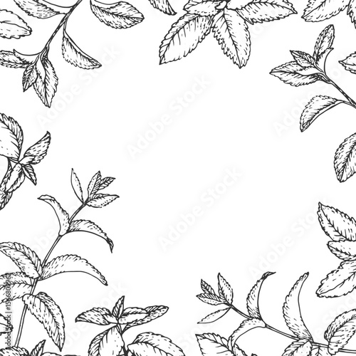 Mint branches frame. Vector border hand drawn with ink and isolated on white background. Template for label design