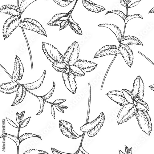 Mint branches seamless pattern. Vector ornament hand drawn with ink and isolated on white background. Template for label design