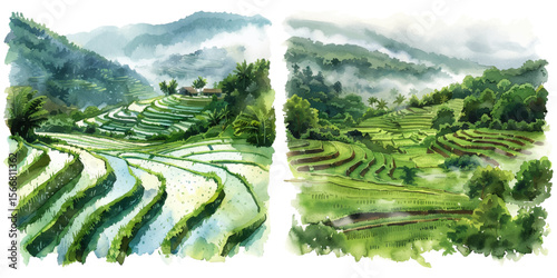 rice paddies in the mist watercolor vector illustration