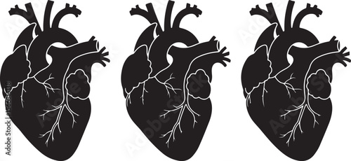 Three Black Vector Silhouettes of Anatomically Detailed Human Hearts with Visible Vessels and Chambers Arranged in a Row on White Background