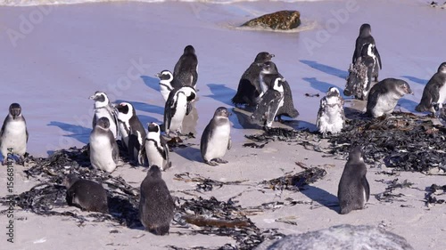 African penguins colony at Boulders Beach in Cape Town, South Africa. Cute wildlife scene with endangered species in natural habitat, sunny day, clear water, tourism attraction