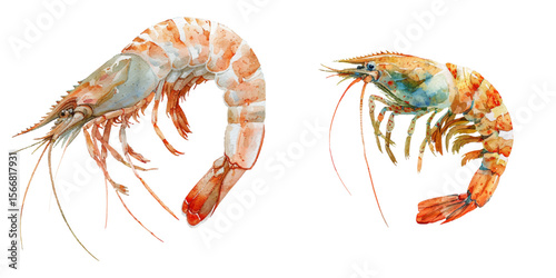 shrimp watercolor vector illustration