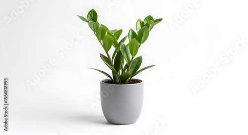 A small potted indoor plant for bedroom decor, centered on white background