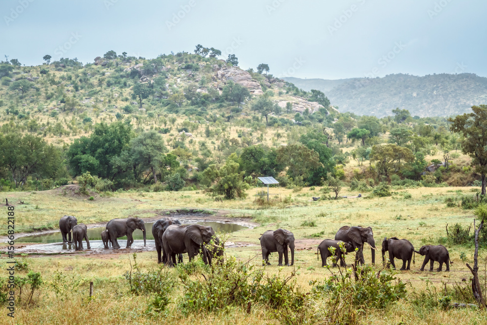 African bush elephant group along waterhole in montain scenery in Greater Kruger National park, South Africa ; Specie Loxodonta africana family of Elephantidae African bush elephant group along waterhole in montain scenery in Greater Kruger National park, South Africa ; Specie Loxodonta africana family of Elephantidae