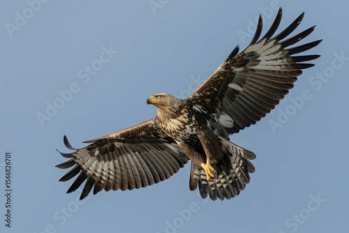spanish imperial eagle five years old female flying