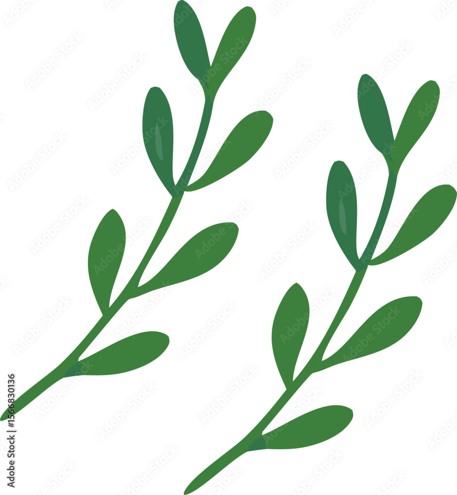 Fototapeta premium Two simple green botanical sprigs with oval leaves isolated on a clean white background representing nature and growth