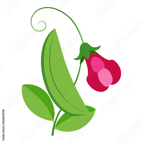 Sweet Pea  flower vector with a clean white background, perfect for digital, print, and graphic design projects.
