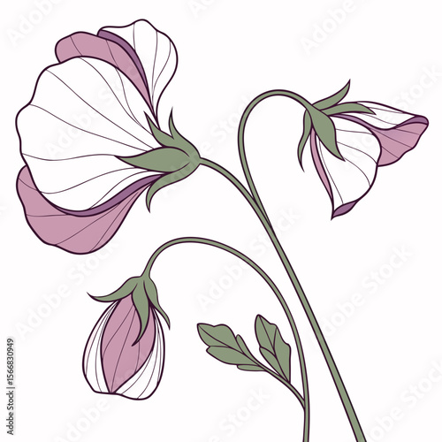 Sweet Pea  flower vector with a clean white background, perfect for digital, print, and graphic design projects.
