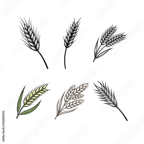 Variety of Wheat Stalks Hand Drawn in Different Colors and Styles