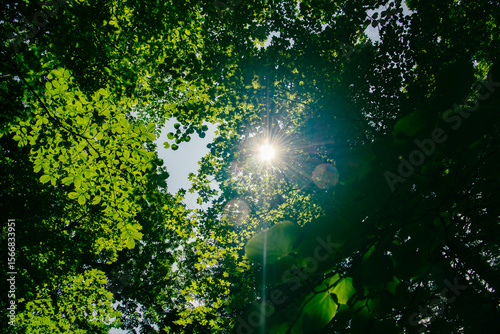 森の中のこもれび