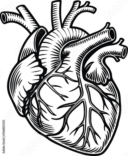Anatomical Heart Illustration: A Detailed Black and White Drawing