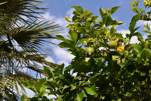 Vibrant Yellow Lemons Ripe on a Branch of a Lemon Tree in a Sunny Orchard
