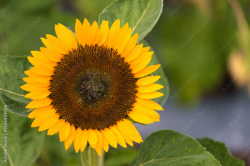 Fototapeta premium A Stunning Moment of a Sunflower in Full Bloom