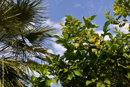 Vibrant Yellow Lemons Ripe on a Branch of a Lemon Tree in a Sunny Orchard