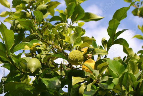 Vibrant Yellow Lemons Ripe on a Branch of a Lemon Tree in a Sunny Orchard