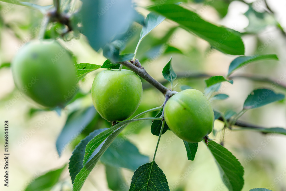 Green Apples on a Tree Branch Green Apples on a Tree Branch