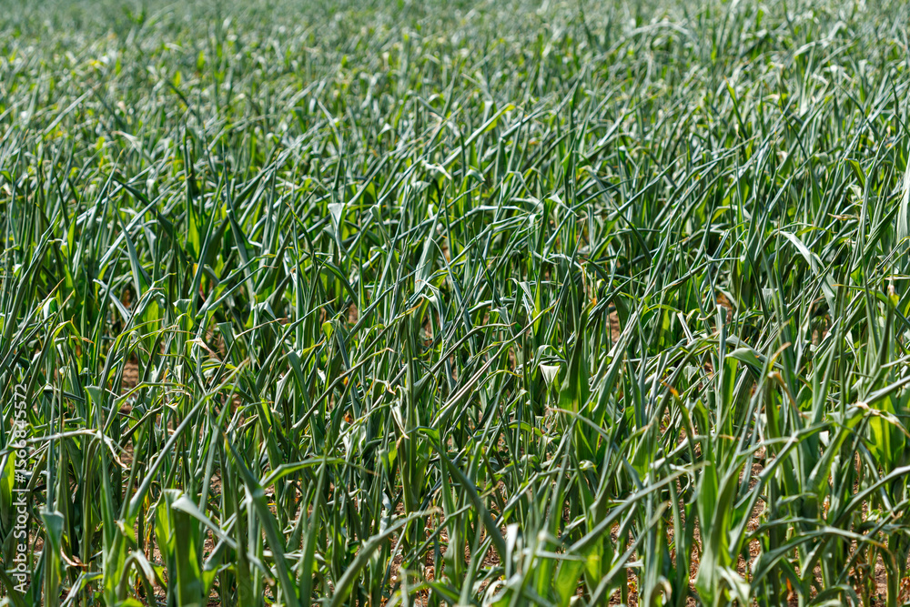 Obraz premium Field of Young Corn Plants