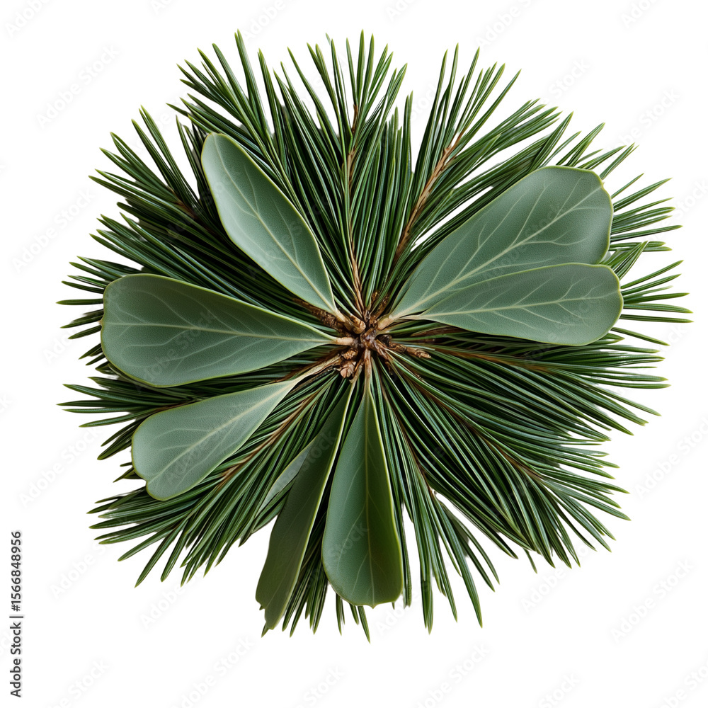 Fototapeta premium Isolate transparent with Pine needle leaf cluster green, festive pine needle cut-out, winter pine foliage isolated visual