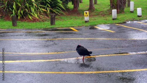 Pūkeko Cleaning Itself in Rainy Puddle on Parking Lot