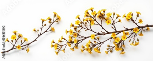 Yellow Flower Branches on White Background for Nature Photography