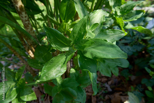 Wallpaper Mural Dracunculus vulgaris plant  Torontodigital.ca