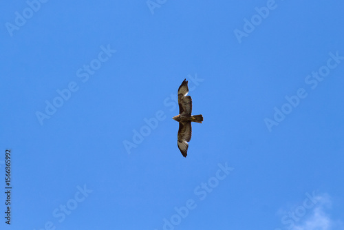 Common buzzard flying in blue sky